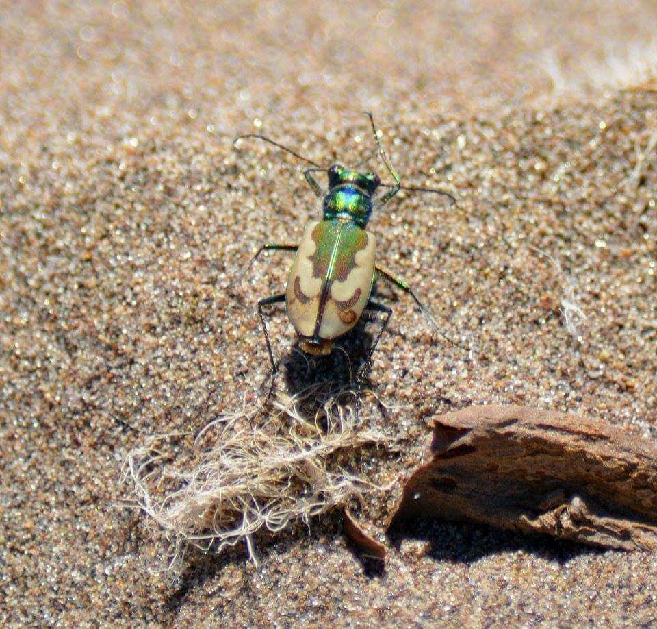 Image of Colorado Dune Tiger Beetle