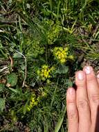 Image of common lomatium