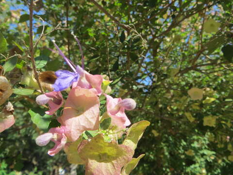 Image of Karomia speciosa (Hutch. & Corbishley) R. Fern.