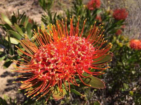 Image of Chimanimani pincushion