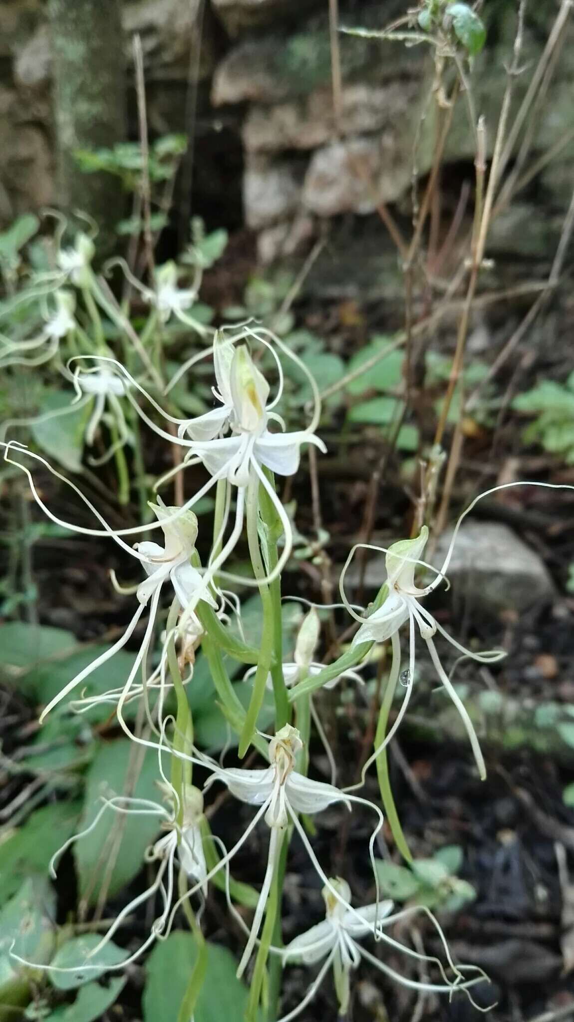 Bonatea polypodantha (Rchb. fil.) L. Bolus resmi