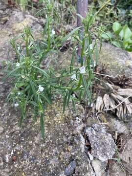 Image of Misopates calycinum (Vent.) Rothm.