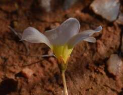 Image of Oxalis dreyerae Oberl. & Roets