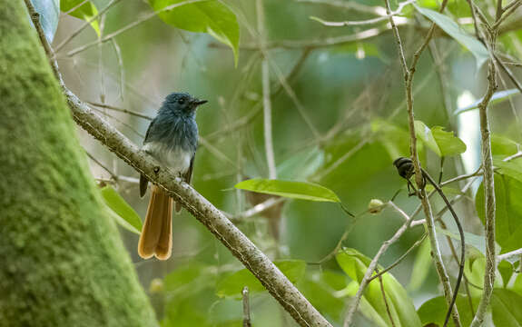 Image of Visayan Fantail