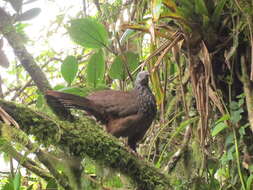 Image of Bearded Guan