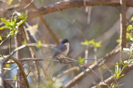 Image of Black-capped Warbling Finch