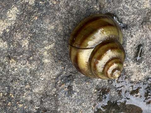 Image of Callinina georgiana (I. Lea 1834)