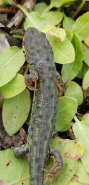 Image of Mexican black-spotted newt