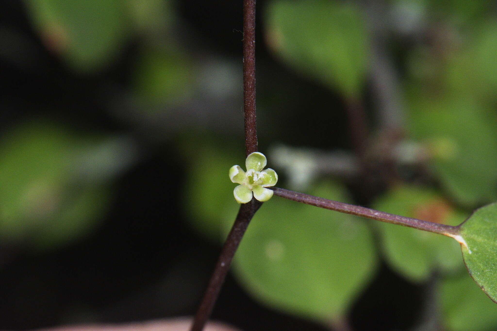 Image of Shrubby tororaro