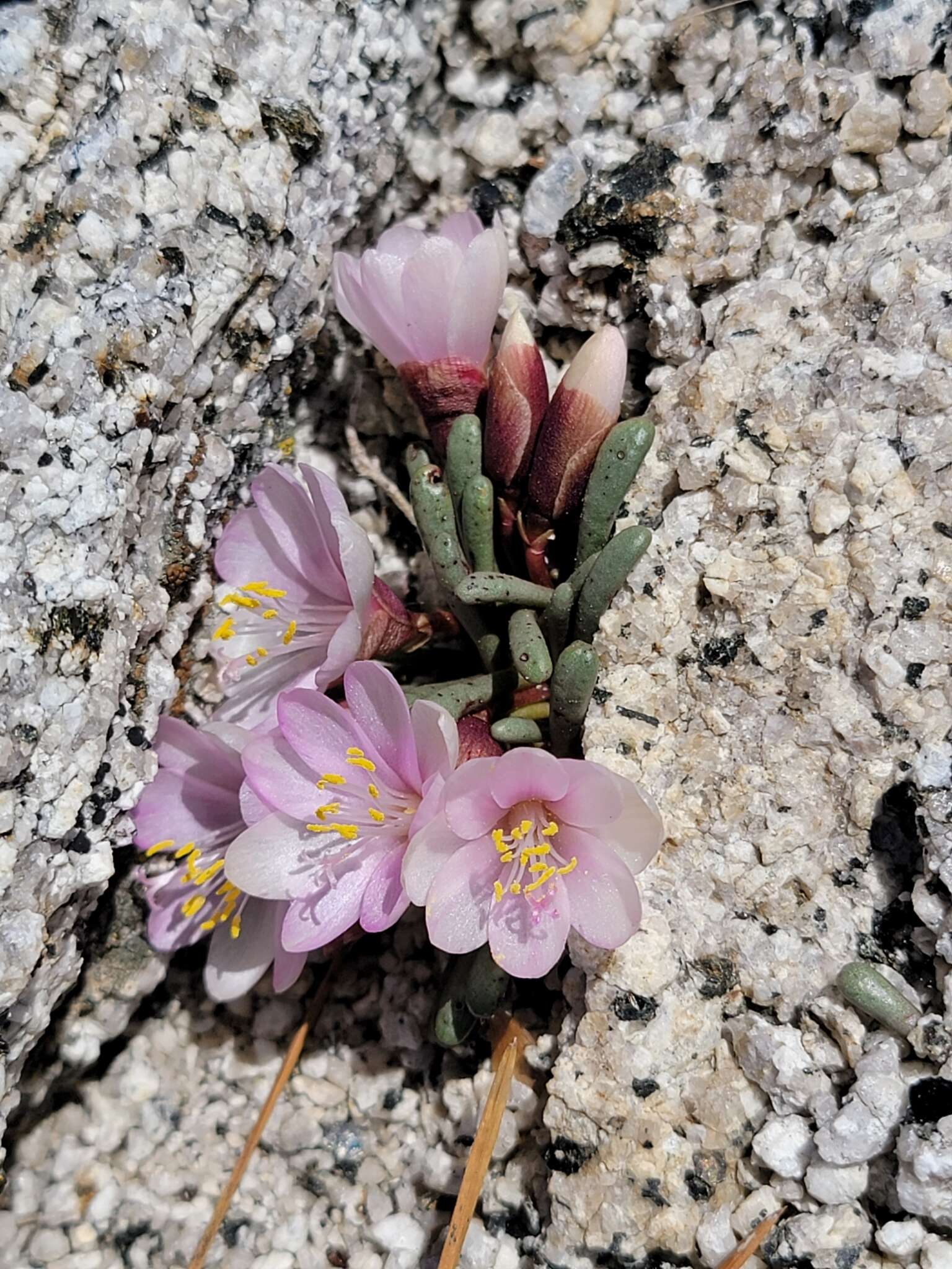 Image of Yosemite bitterroot