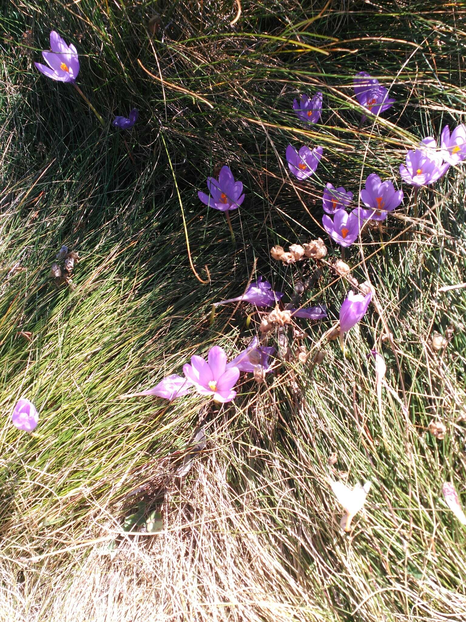 Crocus nudiflorus Sm. resmi