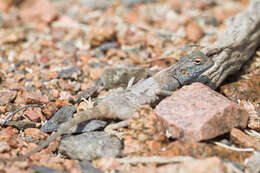 Image of Pseudotrapelus aqabensis Melnikov, Nazarov, Ananjeva & Disi 2012