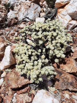 Ptilotus helichrysoides (F. Müll.) F. Müll.的圖片