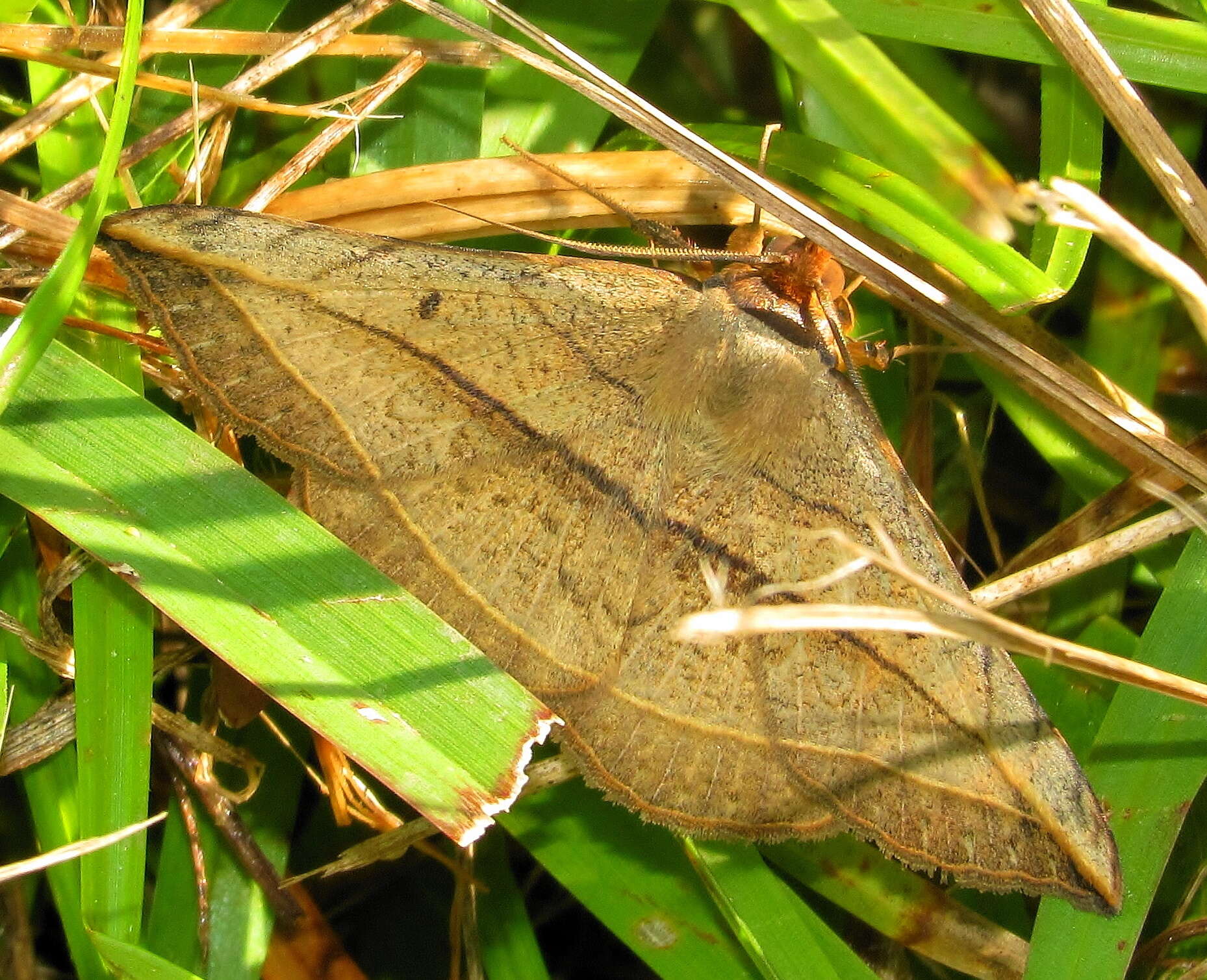 Sivun Entomogramma pardus Guenée 1852 kuva