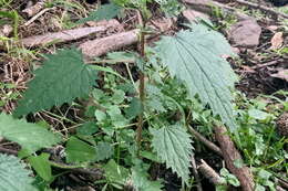 Image of Urtica incisa Poir.