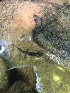 Image of Black mountain salamander