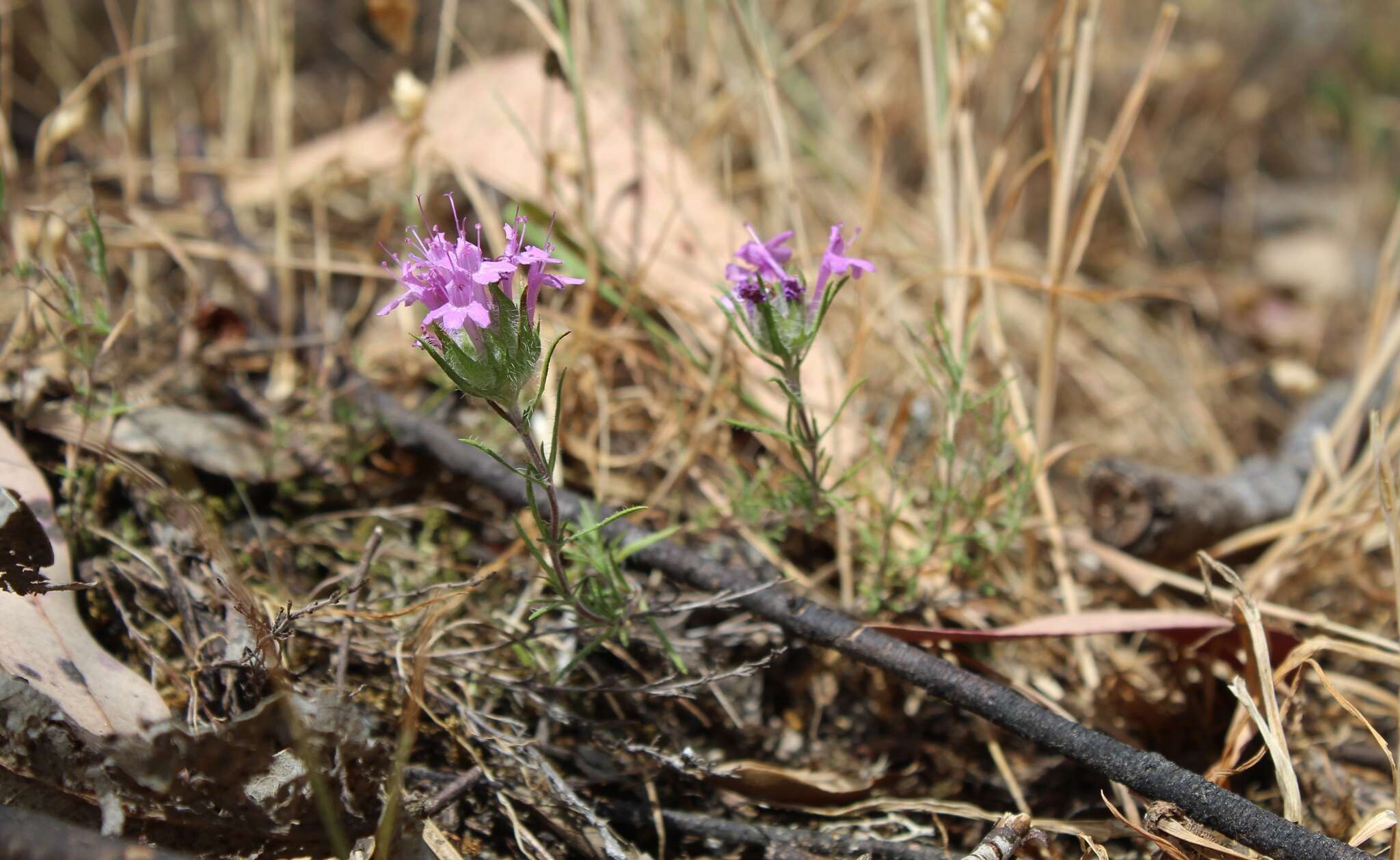 Image of Thymus villosus L.