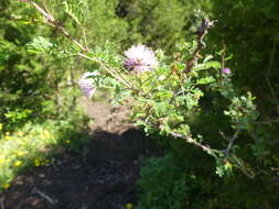 Image of fragrant mimosa