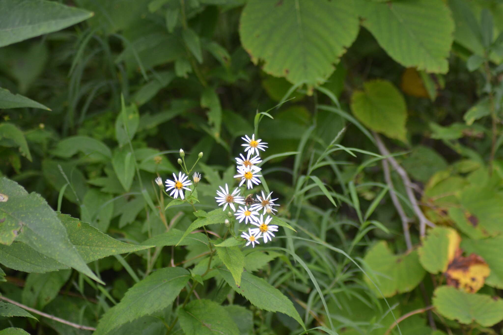 Sivun Eurybia furcata (E. S. Burgess) G. L. Nesom kuva