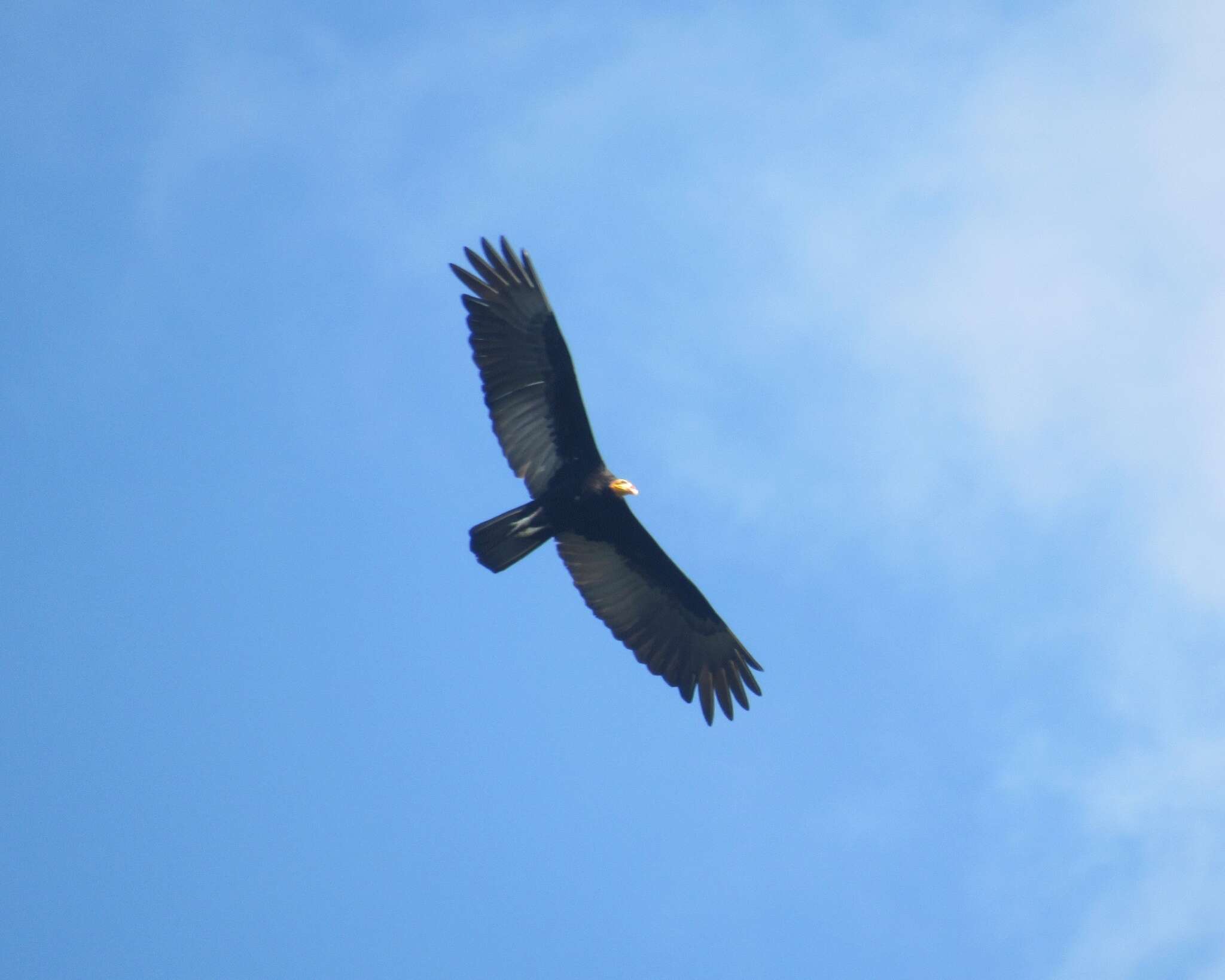 Image of Greater Yellow-headed Vulture