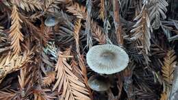 Image of Mycena quiniaultensis Kauffman 1935