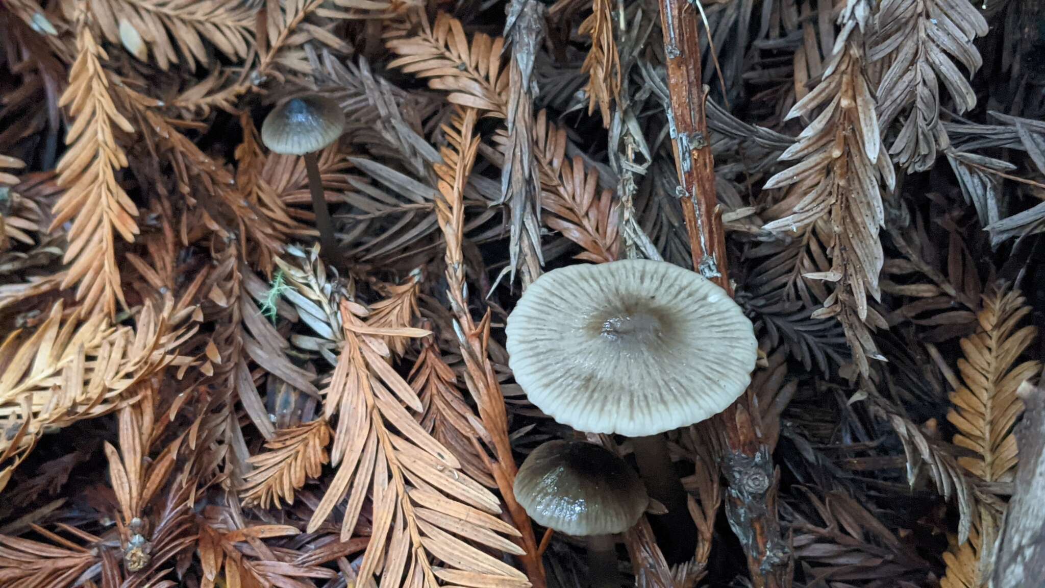 Sivun Mycena quiniaultensis Kauffman 1935 kuva