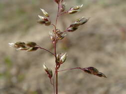 Image of Northern Sweet Vernal Grass