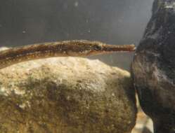 Image of Black-striped Pipefish