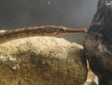 Image of Black-striped Pipefish