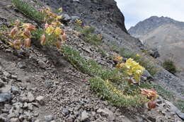 Image of Tropaeolum polyphyllum Cav.