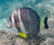 Imagem de Acanthurus guttatus Forster 1801