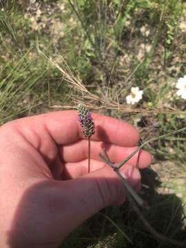 Image of pinkglobe prairie clover