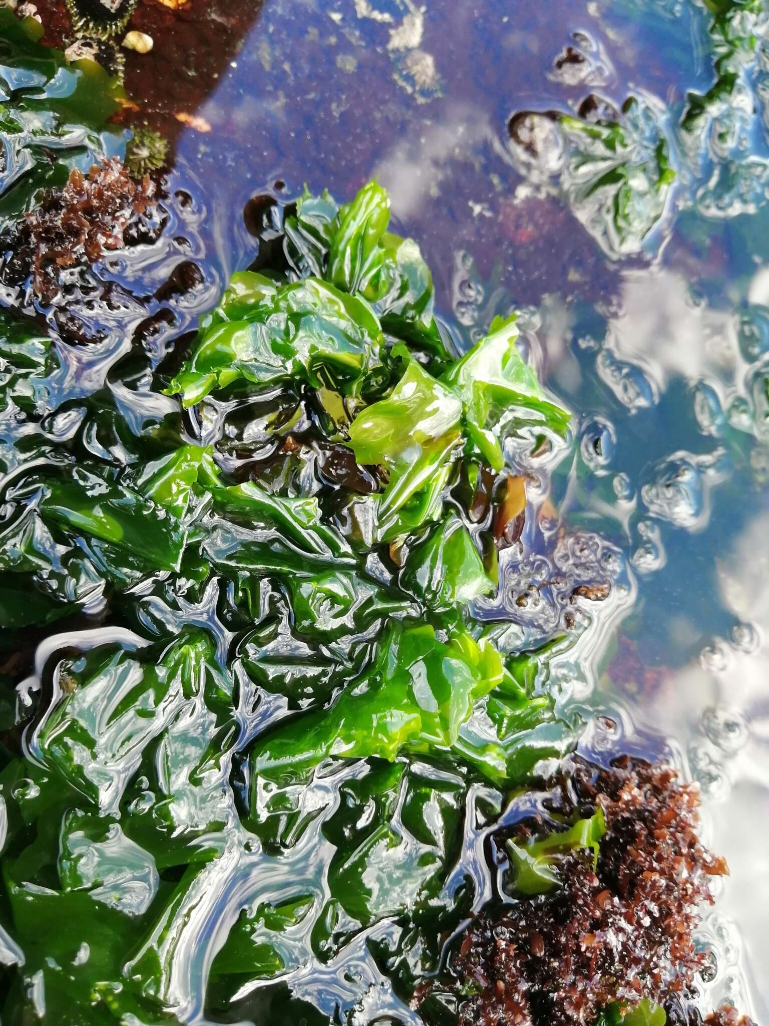 Image of Sea Lettuce