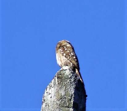 Image of Austral Pygmy Owl