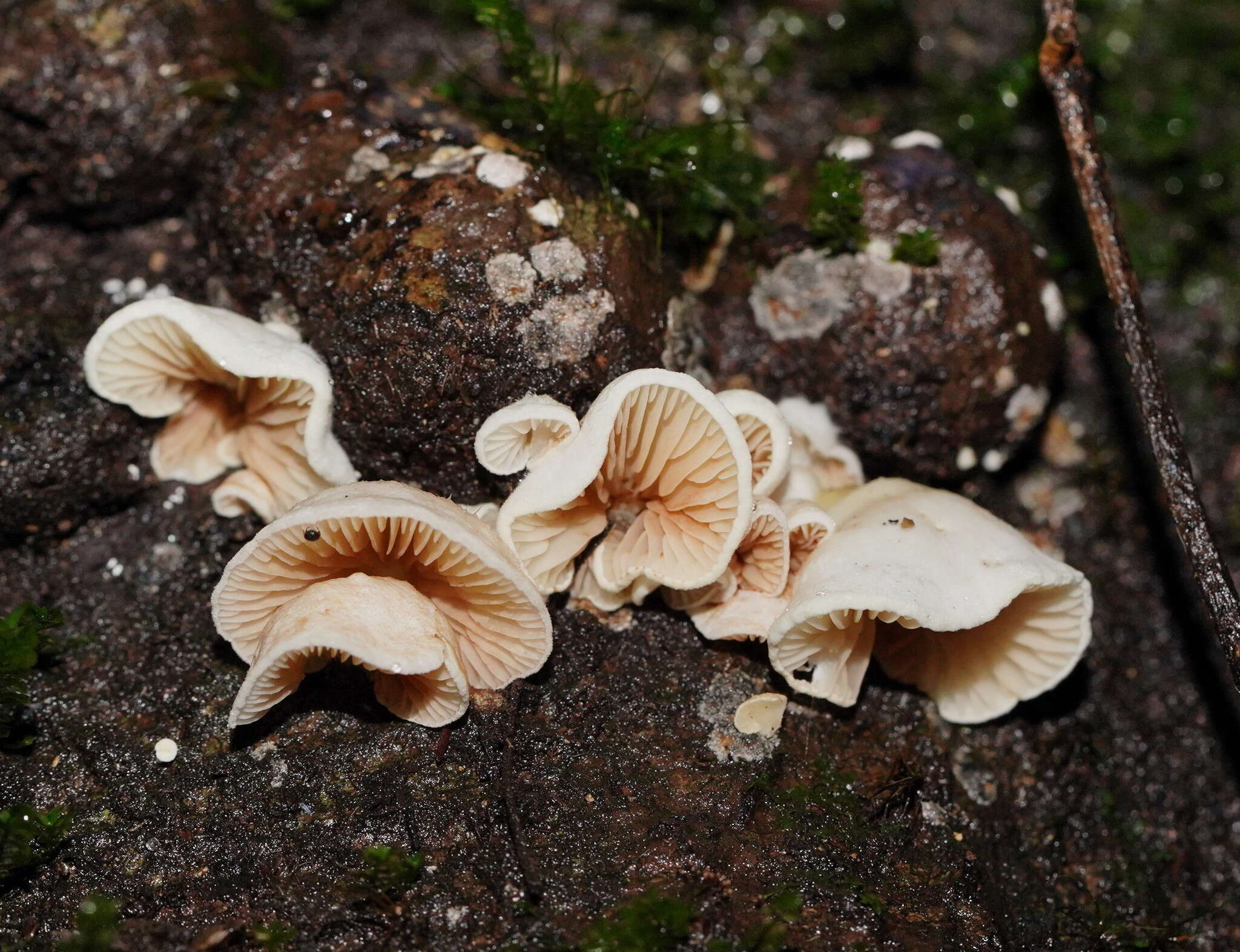 Слика од Crepidotus variabilis (Pers.) P. Kumm. 1871