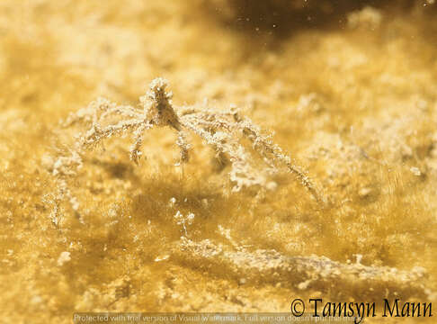 Image of long legged spider crab