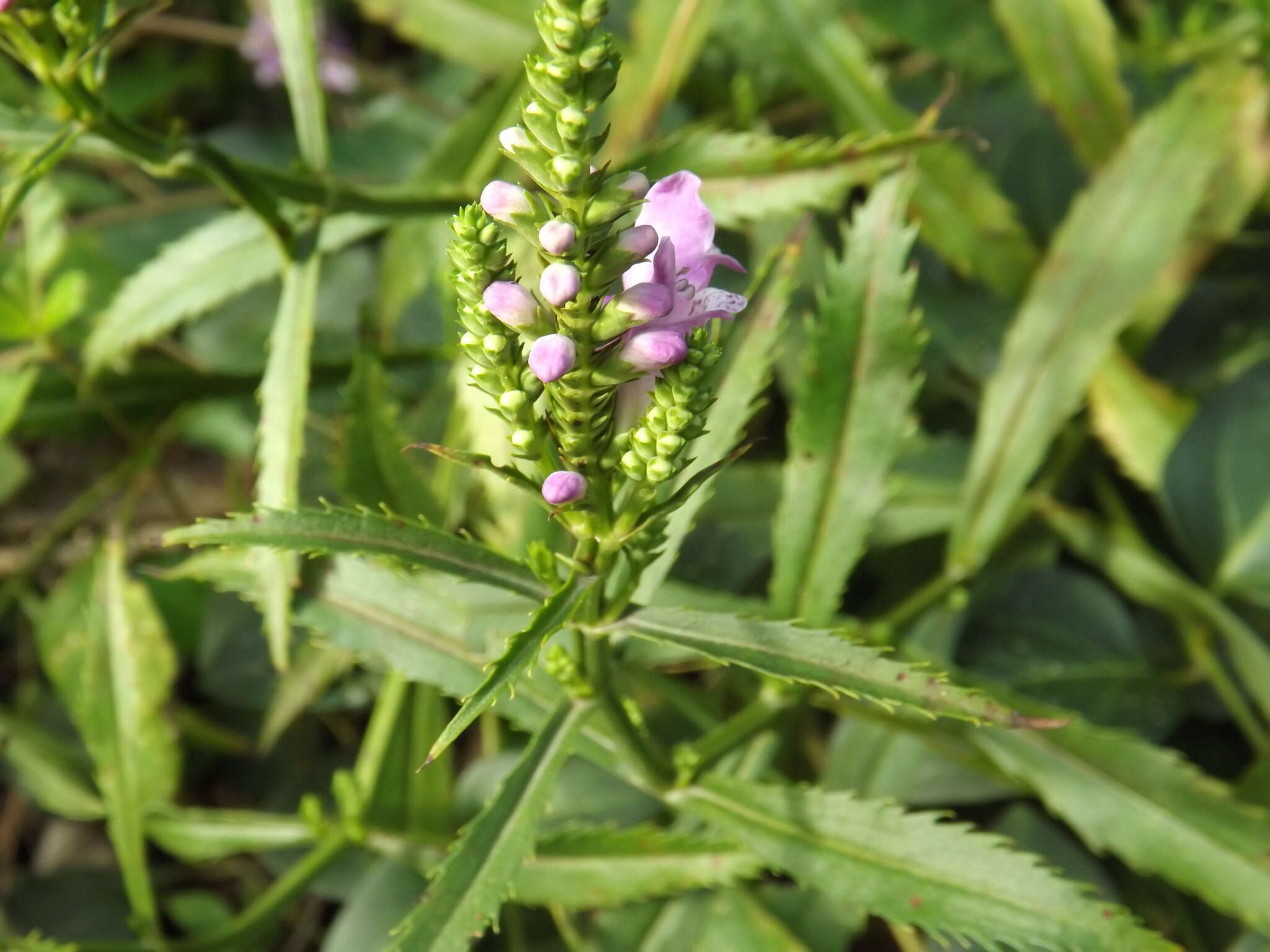 Image of obedient plant