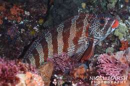 Image of Redlip morwong