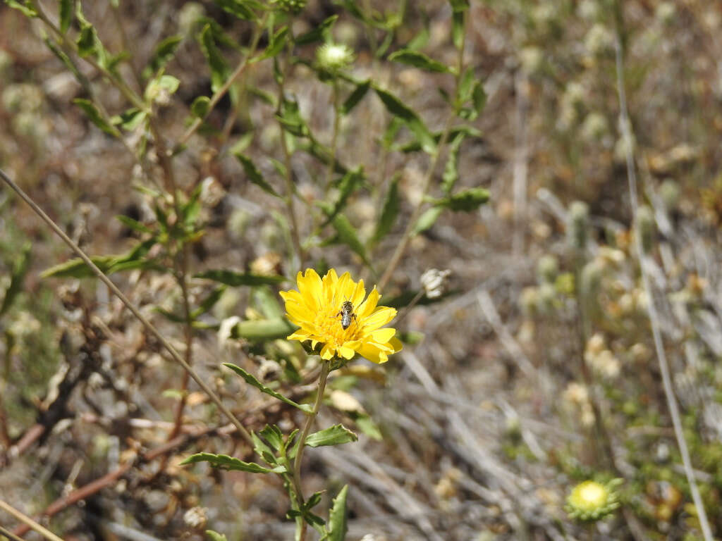 Image of Grindelia brachystephana Griseb.