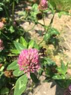 Image of Small garden bumblebee