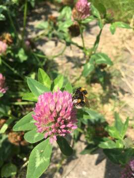 Plancia ëd Bombus hortorum (Linnaeus 1761)