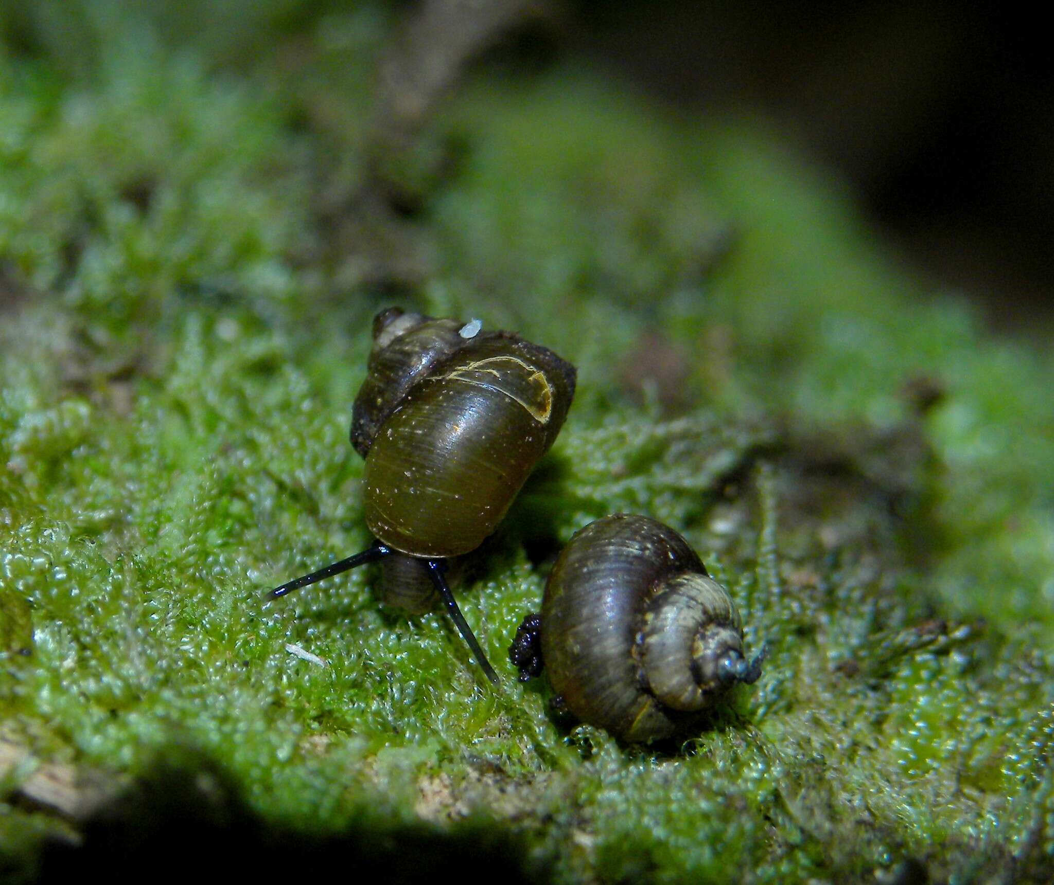 Image of Craspedopomatidae