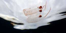 Image of Giant salp