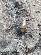 Image of Three-toothed Moss Snail