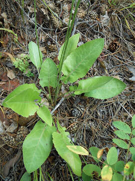 Leibnitzia anandria (L.) Nakai的圖片