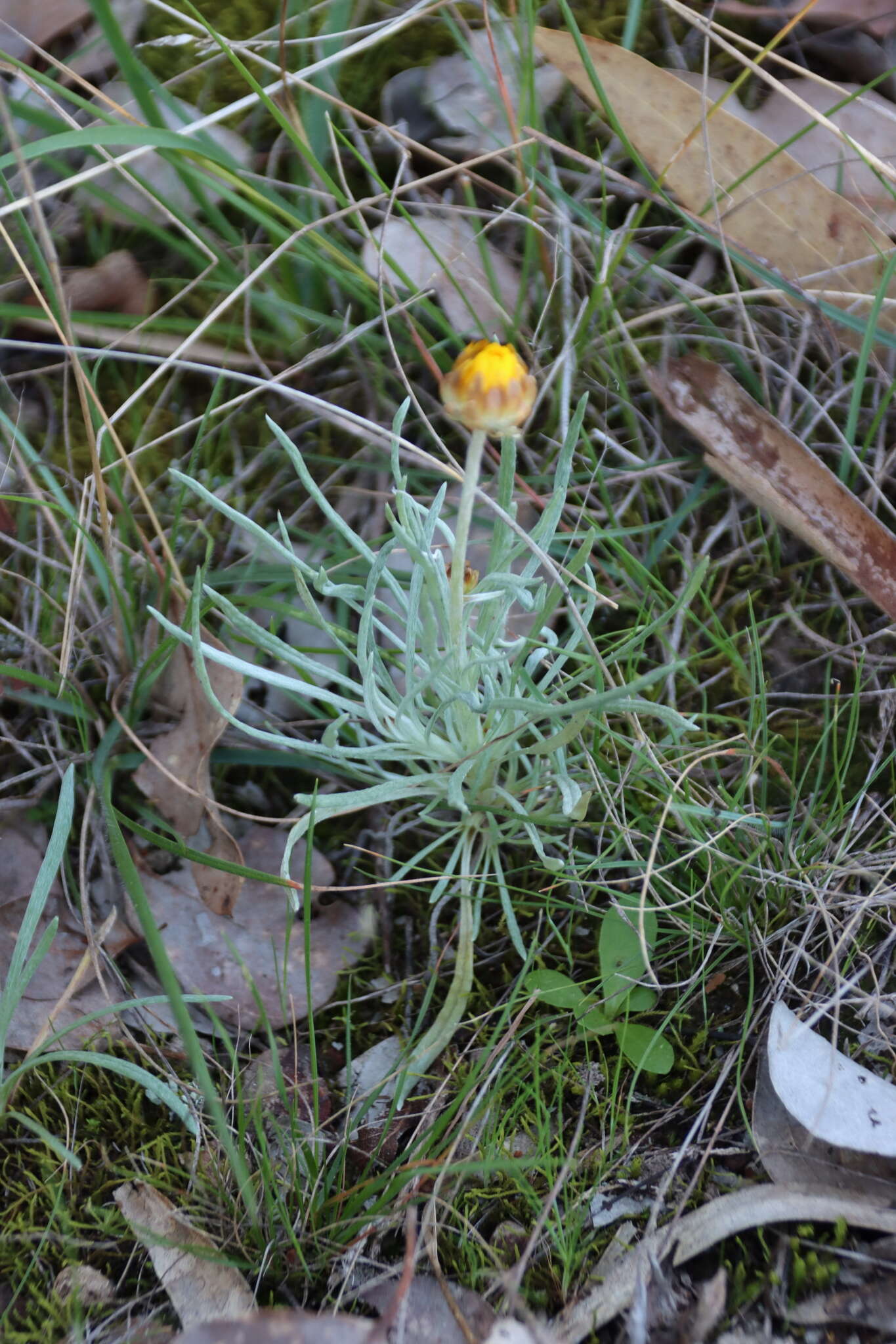 Image of Leucochrysum albicans subsp. albicans