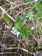 Image of white violet