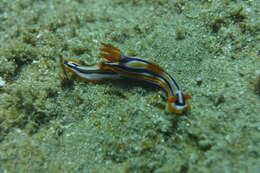 Image of Hypselodoris regina Ev. Marcus & Er. Marcus 1970