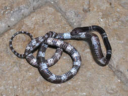 Image of Butler's Wolf Snake