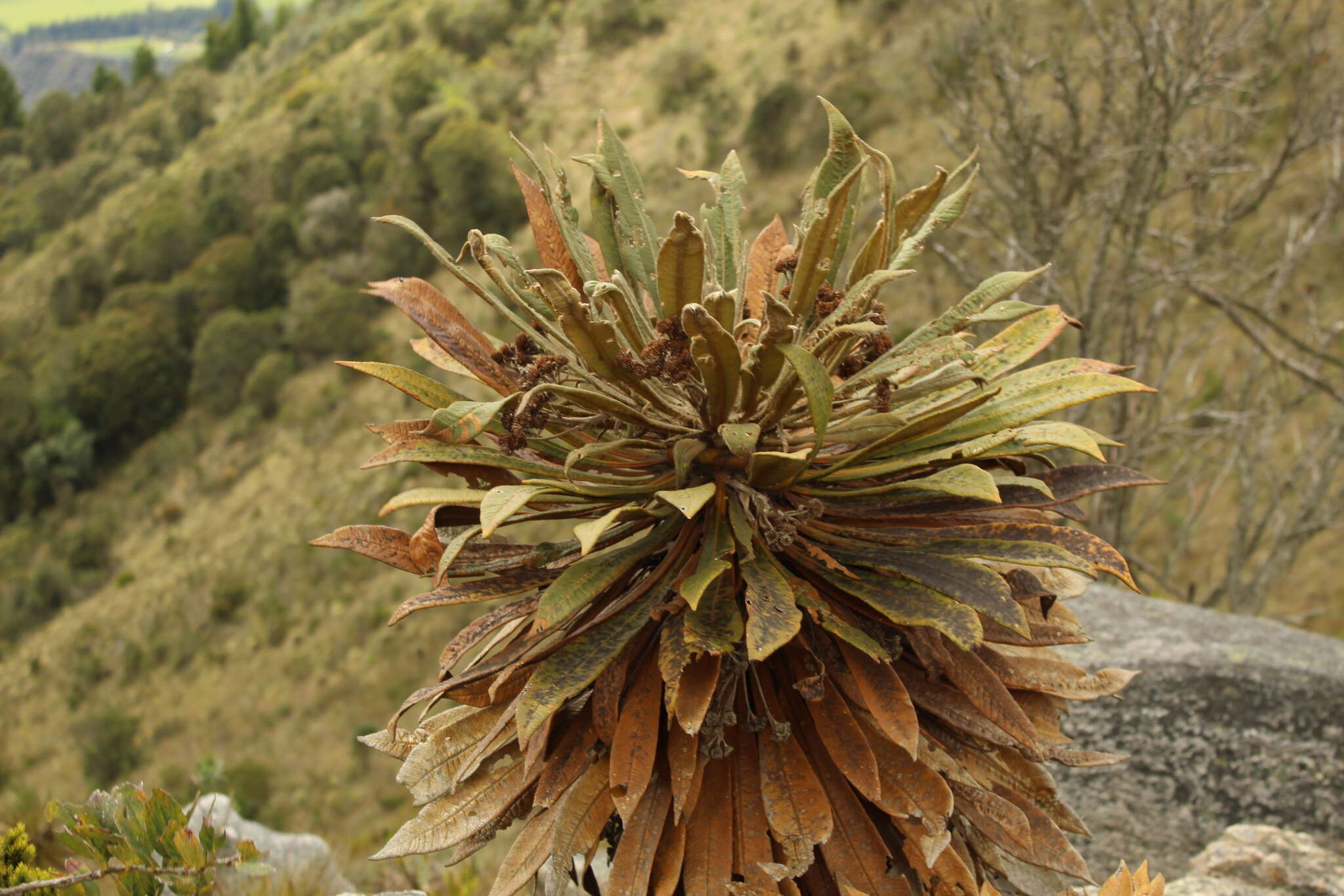 Image of Espeletiopsis guacharaca (Diaz) J. Cuatrec.